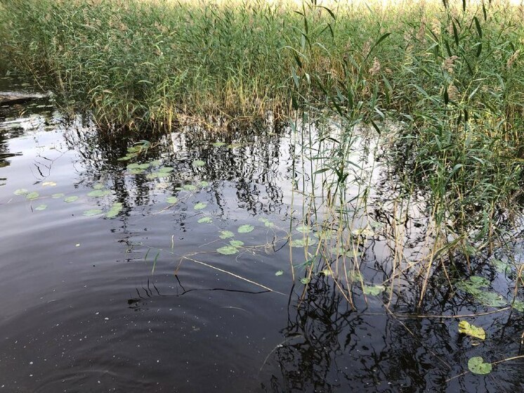 Роспотребнадзор Хакасии посоветовал избегать купания в заросших тиной водоемах