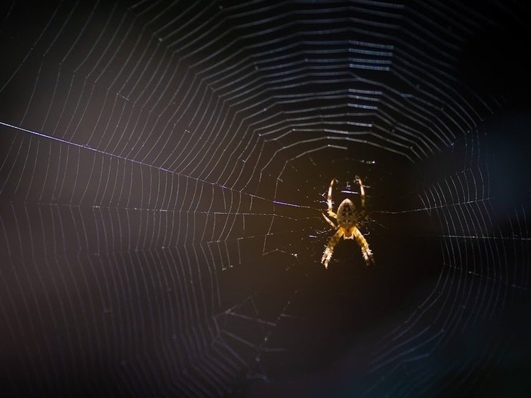 С какими ядовитыми растениями и насекомыми волгоградцы могут столкнуться на даче