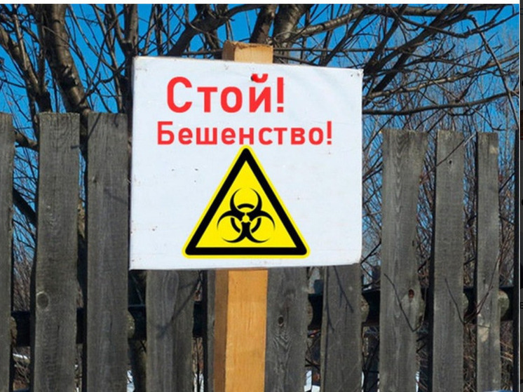 В Ярославской области выявлены два очага бешенства