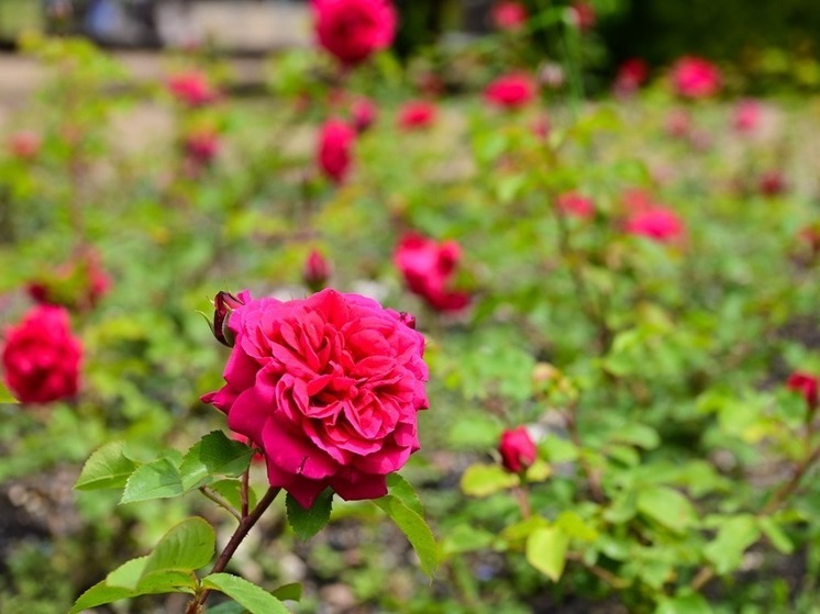 В горах Сочи распустилась «Роза Хутор»