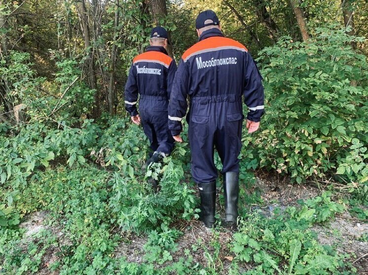 Пенсионера, потерявшегося в лесу, нашли в Подмосковье