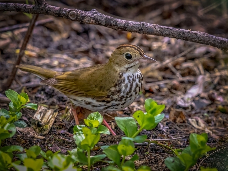 В заповеднике «Ненецкий» окольцевали дрозда певчего
