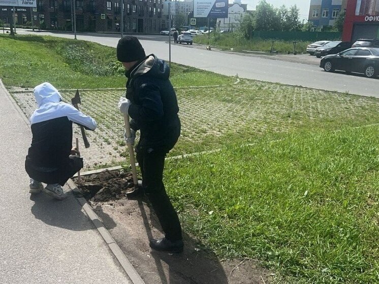 В Кудрово начали восстанавливать газоны