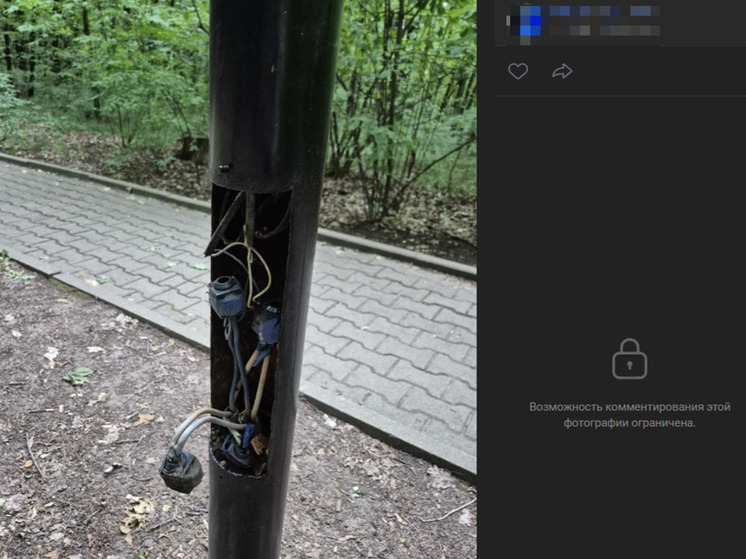 «Примите меры»: белгородка - о торчащих проводах в Монастырском лесу