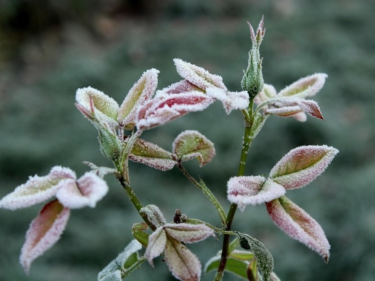 Во вторник 24 июня в Башкирии прогнозируют заморозки до -1°
