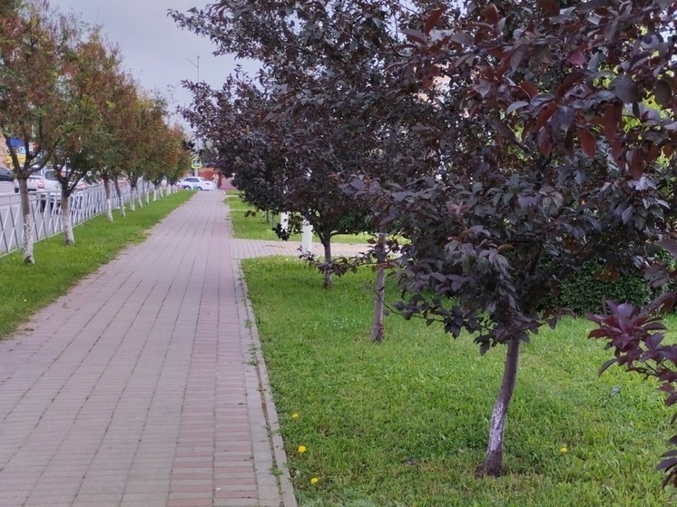 Почти сто тысяч деревьев высадили в ЛНР в рамках акции "Сад памяти"