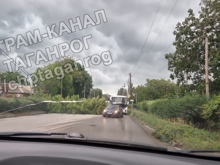 В Таганроге огромное дерево упало и оборвало линию электропередач