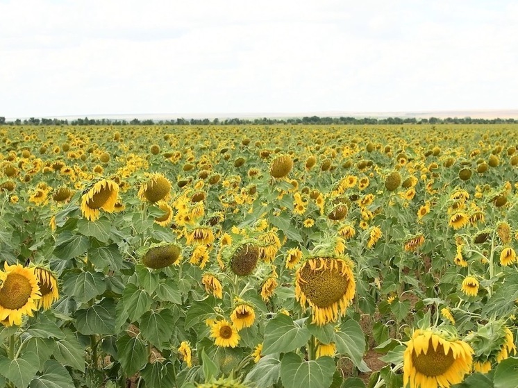 В Беларусь из Волгоградской области экспортировали более 1000 тонн шрота