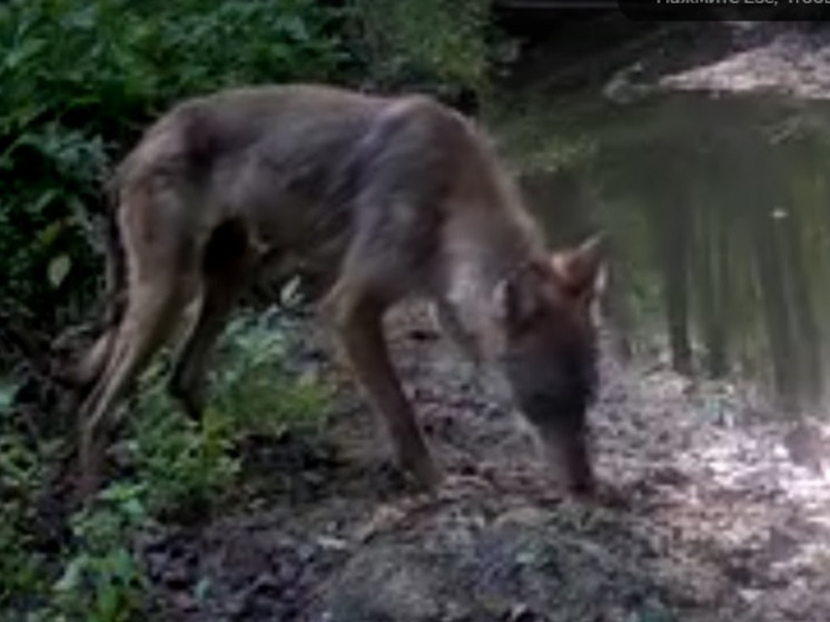 Волк из «Калужских засек» обрёл популярность