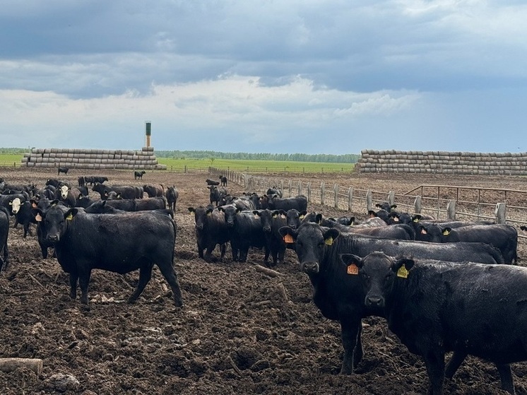 В Гагаринском округе производят элитную говядину