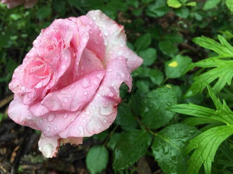 Дождь и порывистый ветер ожидают воронежцев