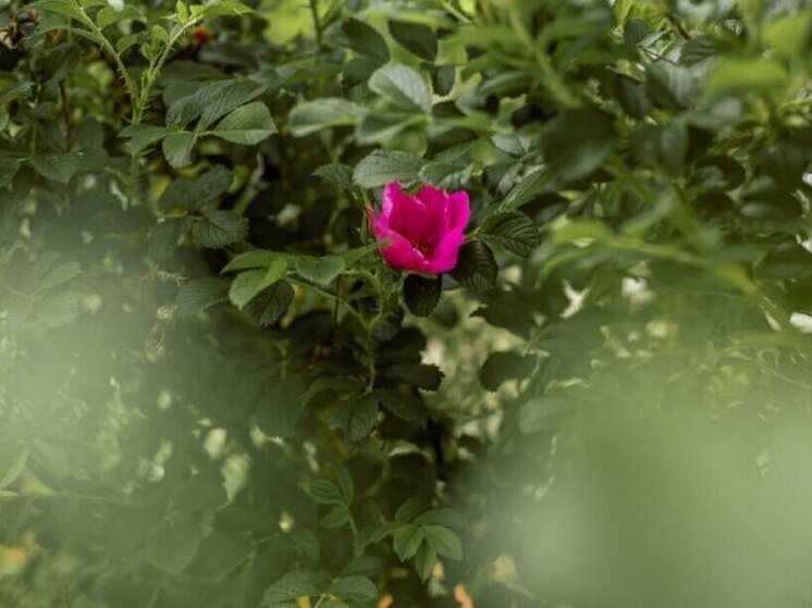 В Хабаровске 24 июня воздух прогреется до +32 градусов