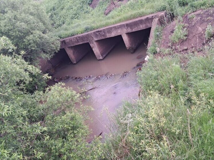 Родила и выбросила: в речке в Приморье найден труп новорожденного мальчика