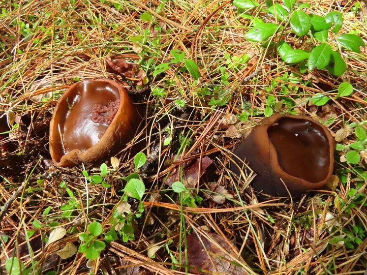 В хакасском заповеднике нашли редкий гриб «ведьмин котел»