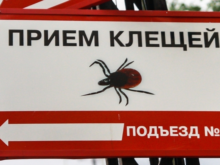 Опасные клещи продолжают кусать жителей Карелии