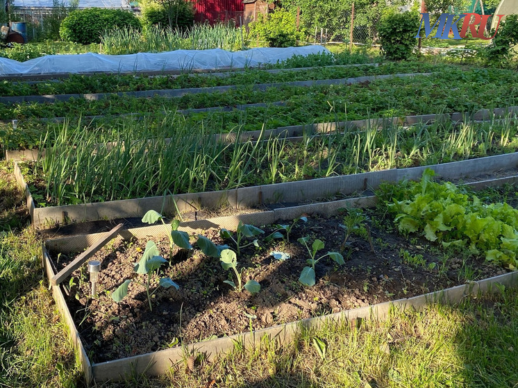 Калужских дачников предостерегли от прополки огорода