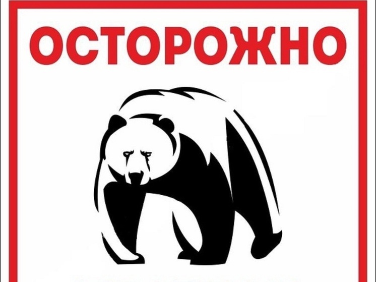 Очередного медведя заметили на трассе близ Пангод