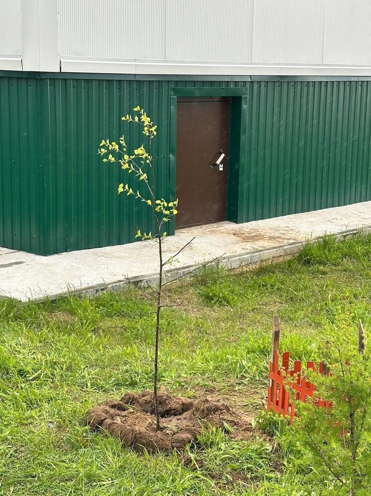 Дружные соседи ТОС «Моя Кармановка» занялись озеленением