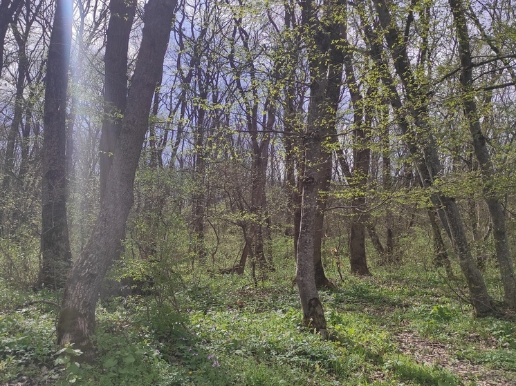 Свыше 300 человек обратились в больницы Ставрополья с укусами клещей за последнюю неделю