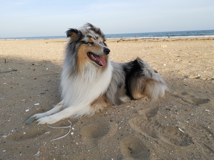 Жителей Приморья предупредили об аномальной жаре до +37 градусов