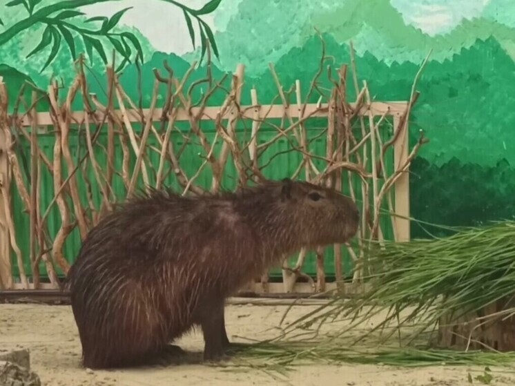 В белгородском зоопарке показали, как осваивается новая капибара