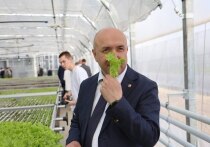 Сельское хозяйство округа получило мощный импульс развития благодаря запуску тепличного комплекса в деревне Стрелецкая