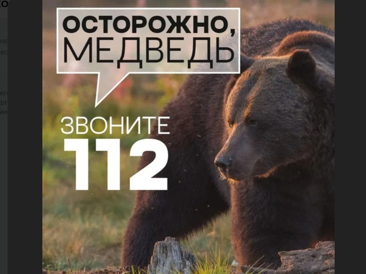 В Любимском округе предупредили о появлении крупного медведя