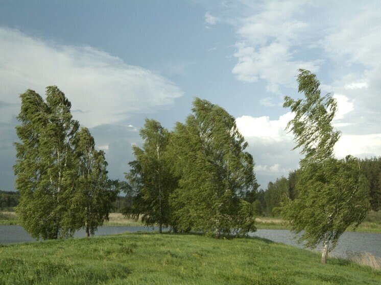 В Москве и области введен желтый уровень погодной опасности из-за сильного ветра