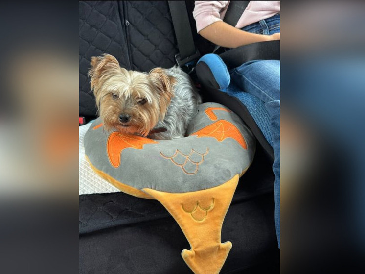 В Башкирии ищут хозяина йоркширского терьера, который был один в природном парке