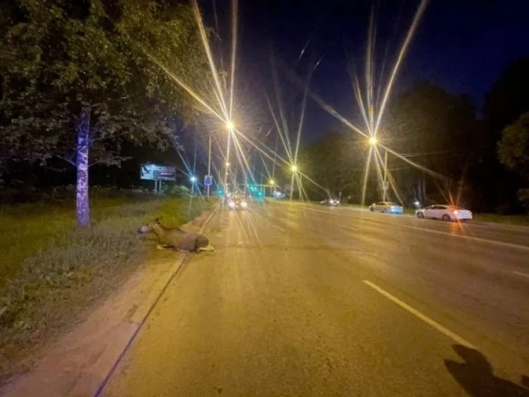 Водитель на Honda в Томске сбил лося на Иркутском тракте