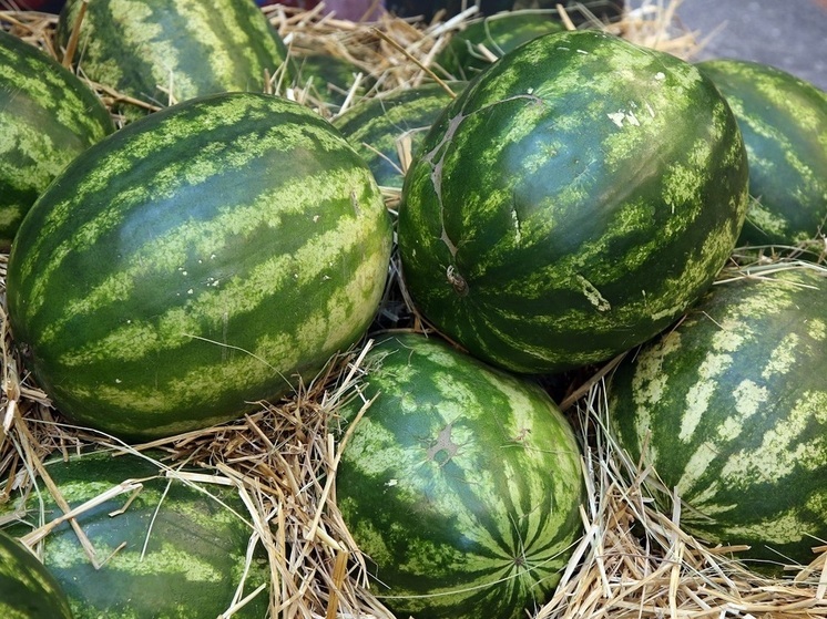 Docteur Sosnina : Les pastèques et les melons précoces sont cultivés à l'aide de préparations et d'engrais
