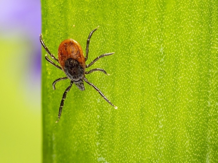 94 жителя Марий Эл на прошлой неделе пострадали от клещей