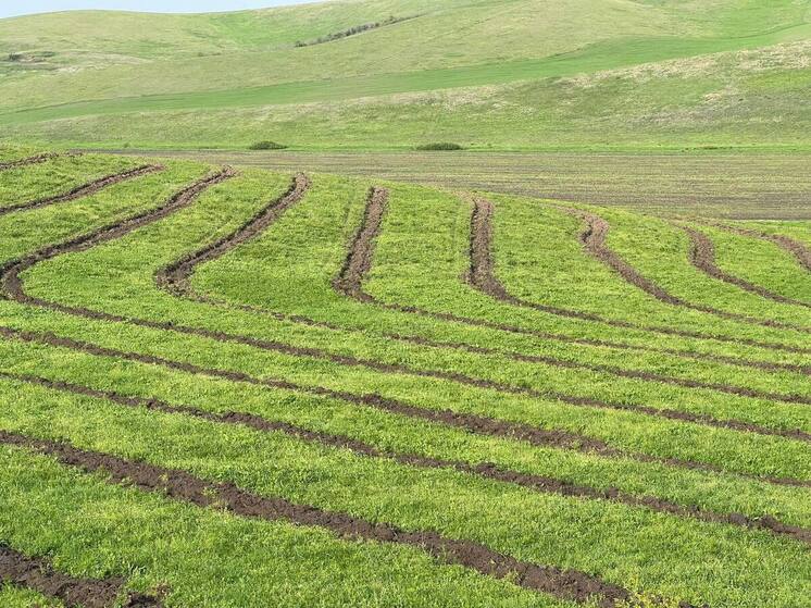 Ингушетия успешно завершила искусственное лесовосстановление