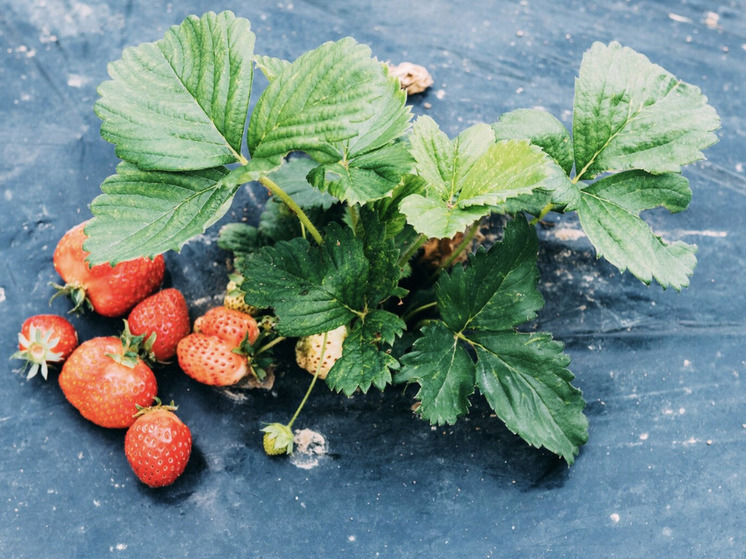 Дачникам рассказали секретные способы удобрения клубники в июне