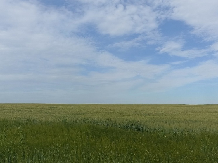 Ученые из Ростовской области и Краснодара приедут в ЛНР на день поля