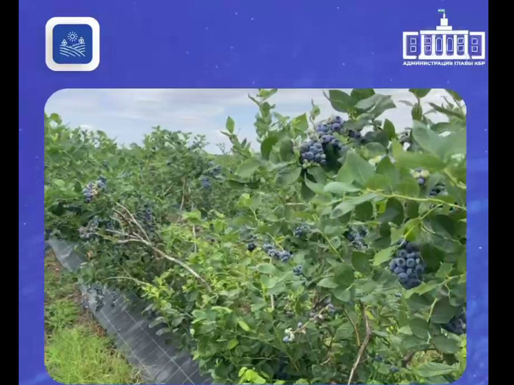 В Кабардино-Балкарии начался сбор урожая голубики