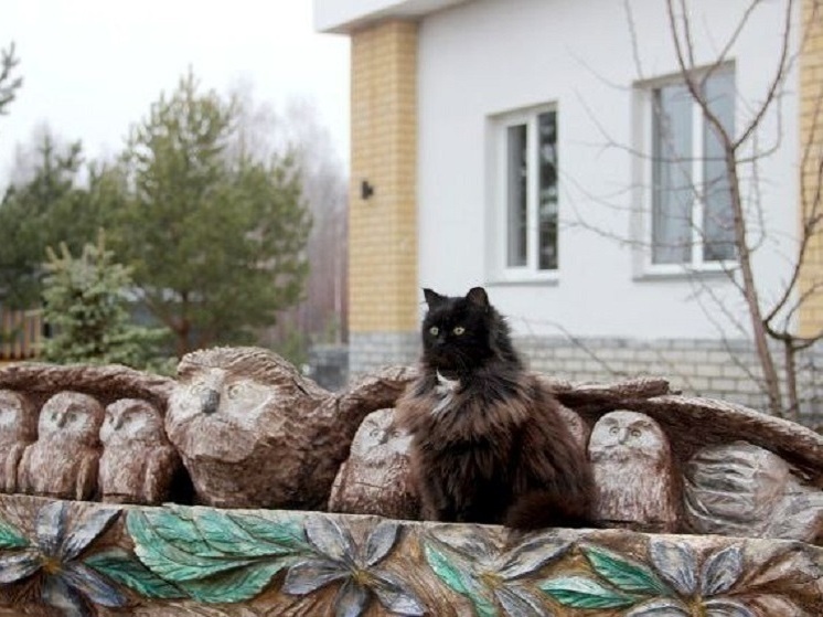 Нижегородский кот Филимон стал звездой Первого канала