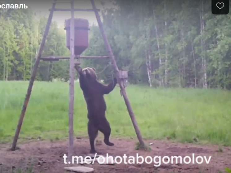 В Ярославской области засняли танцующего медведя