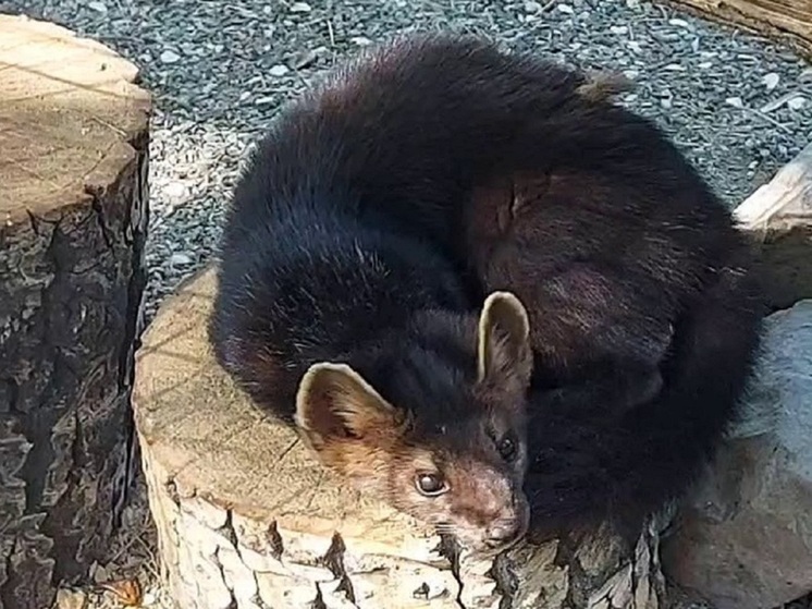  Соболь из Абаканского зоопарка показал, как надо проводить отпуск