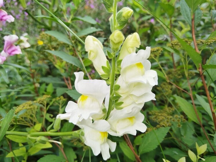 Городской конкурс для азартных цветоводов стартует в Абакане 26 июня