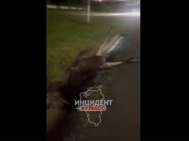Лось оказался в канаве после аварии в Кемерове
