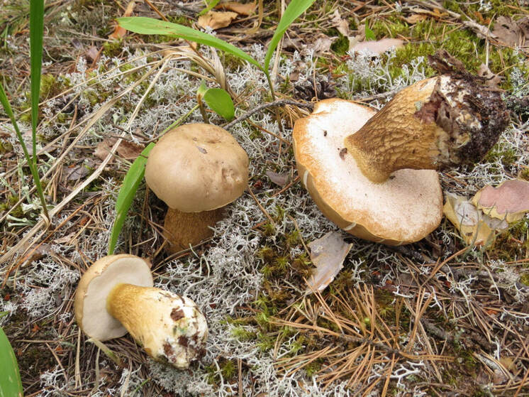 В марийских лесах выросло около 50 видов грибов, зреют черника и земляника