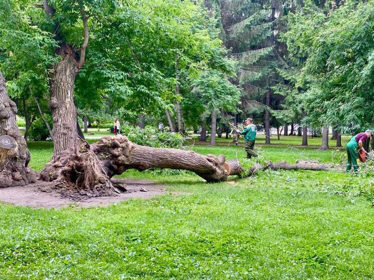 Появились фото упавшего клена «Горыныч» в Новосибирске
