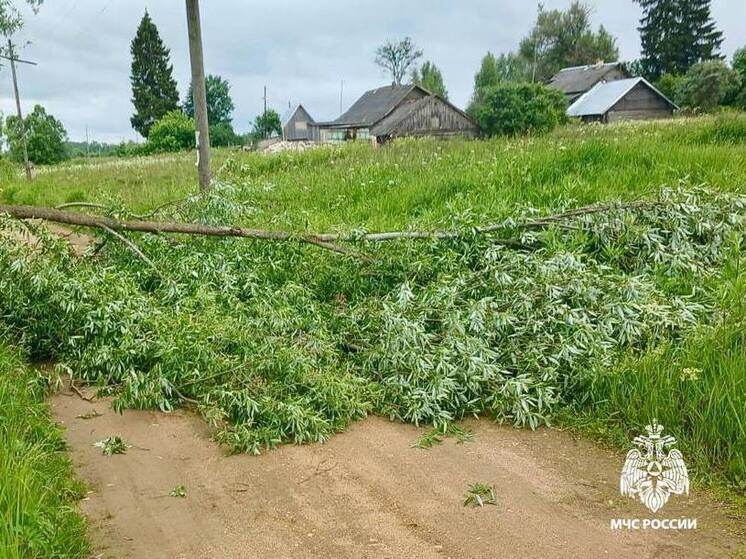 В Тверской области сильный ветер повалил дерево на дорогу