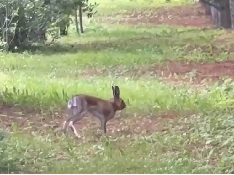 В Ботаническом саду Йошкар-Олы зайцы устраивают забеги