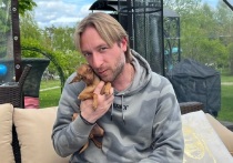 В начале июня двукратный олимпийский чемпион по фигурному катанию Евгений Плющенко сделал пластическую операцию в клинике скандально известного хирурга Тимура Хайдарова. Результаты вмешательства шокировали многочисленных поклонников 42-летнего фигуриста