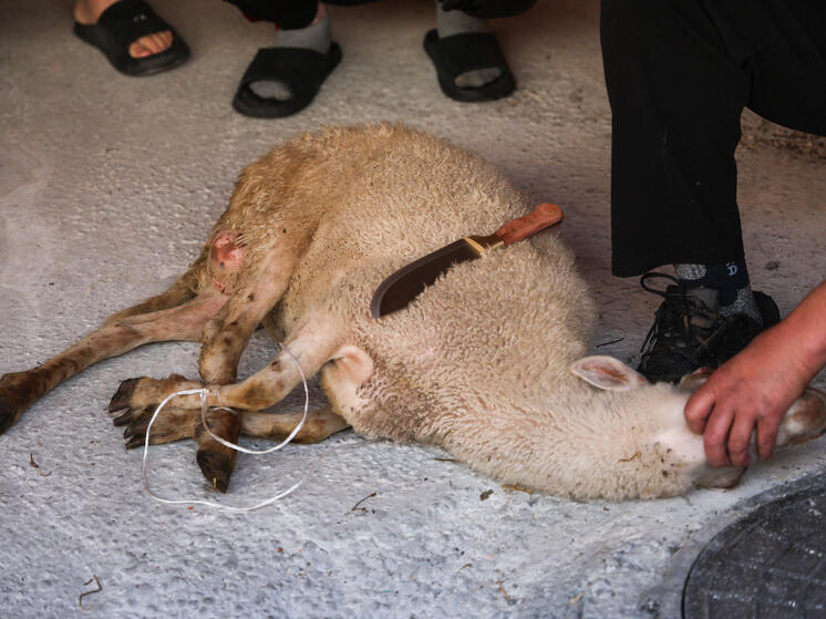 Зарезавшие барана на детской площадке в Москве мигранты уже понесли наказание