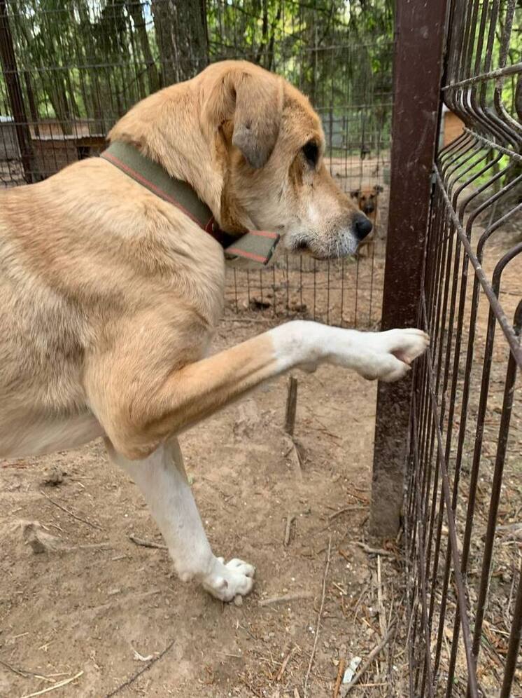 В Северной Осетии спасли собаку с пулей в позвоночнике