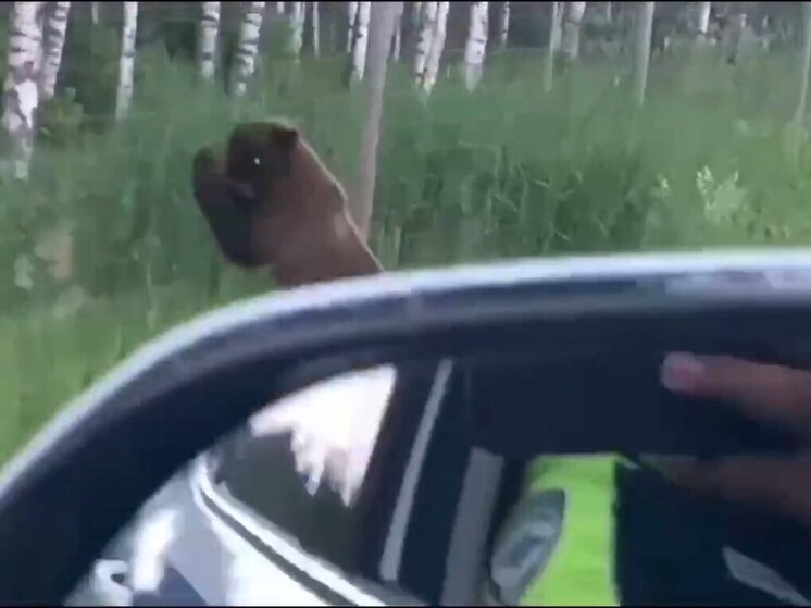 Полицейские помогли напуганному медведю вернуться в лес в Ленобласти