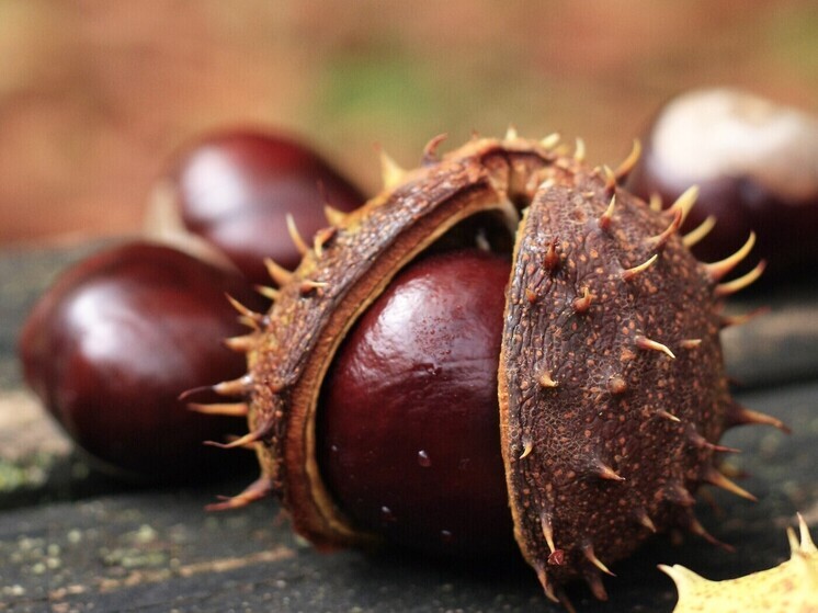 Россельхозцентр зафиксировал заболевание каштанов в ДНР